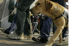 Prvi pas vodič za slepe Prvi pas vodič za slepe
